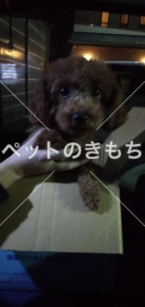 保護犬の写真
