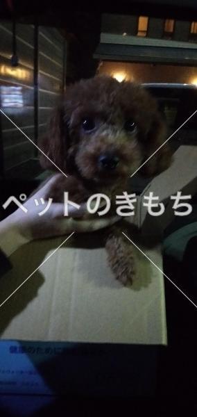 保護犬の画像