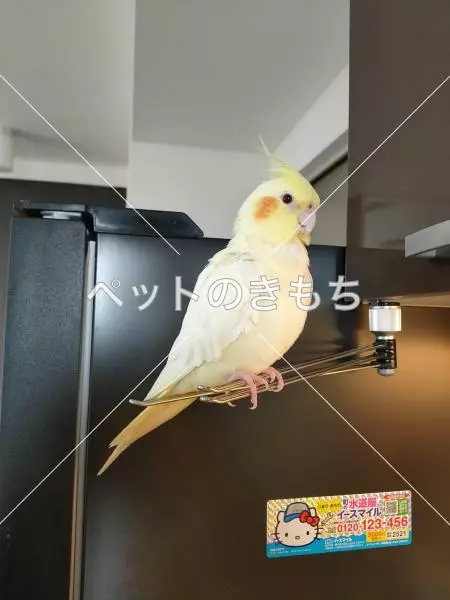 迷子鳥の画像