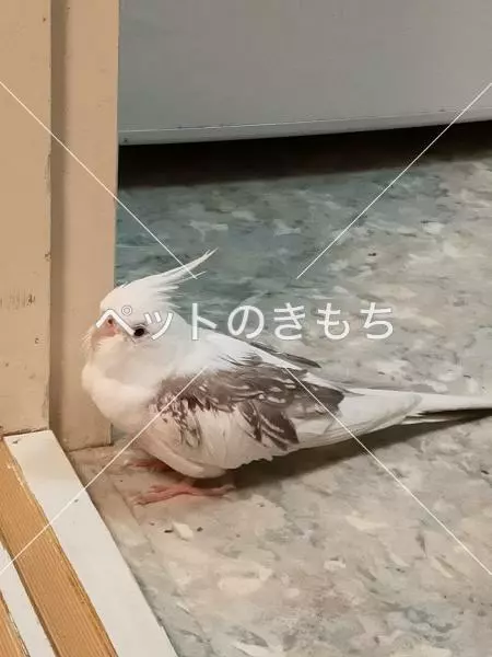 迷子鳥の画像