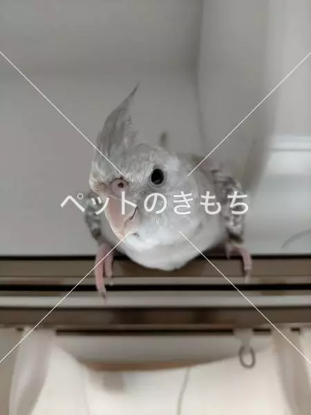 迷子鳥の画像