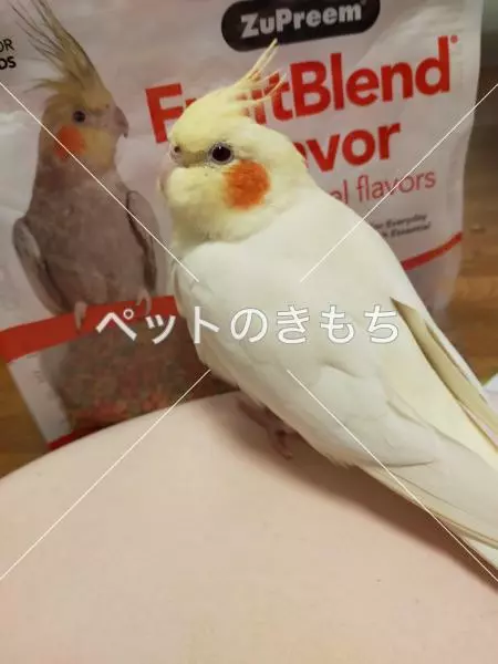 コメント投稿の画像