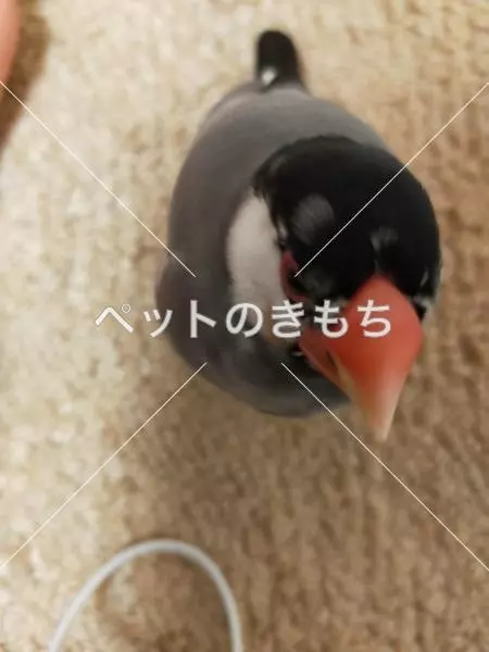 迷子鳥の画像