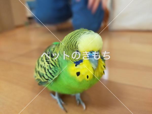 保護鳥の画像