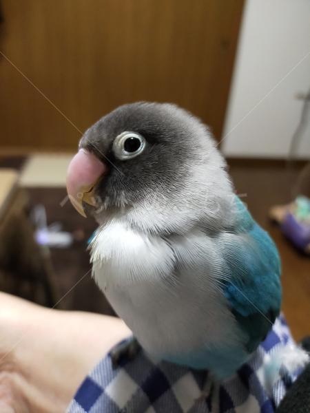 迷子鳥の画像