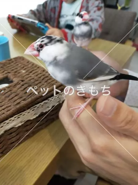 迷子鳥の画像