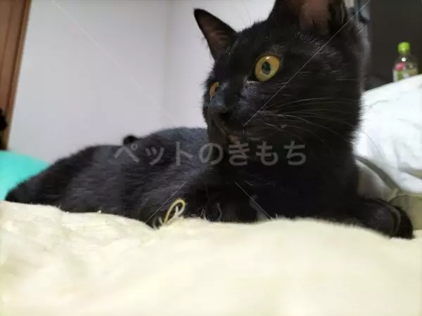 迷子猫の画像