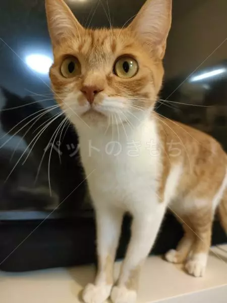 迷子猫の画像