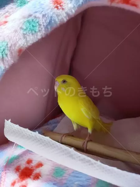 迷子鳥の画像