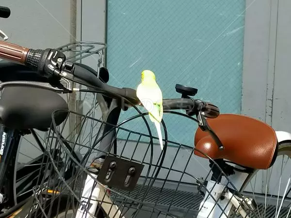 コメントの画像