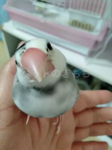 迷子鳥の画像