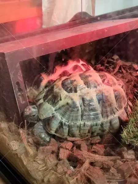 迷子ペットの画像