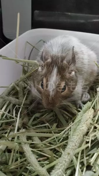 迷子ペットの画像