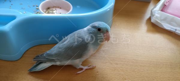 迷子鳥の画像