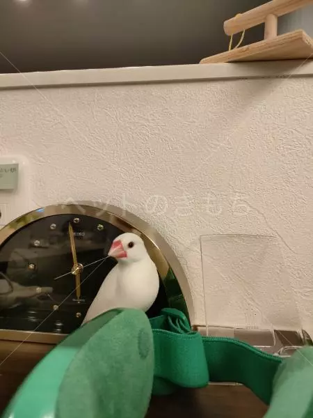 迷子鳥の画像