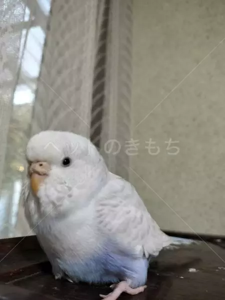 迷子鳥の画像