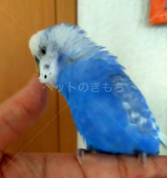 迷子鳥の画像