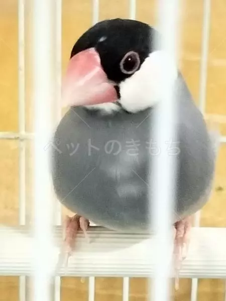 保護鳥の画像