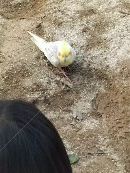 コメントの画像