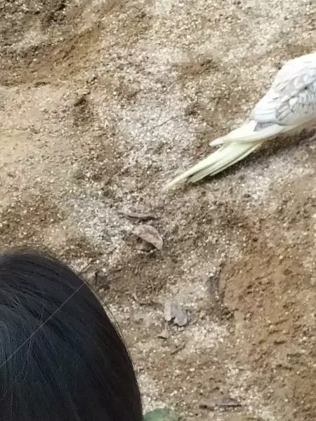 コメントの画像