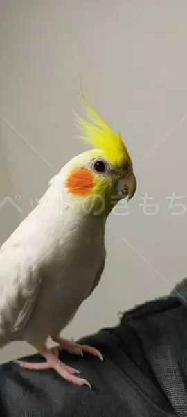迷子鳥の画像