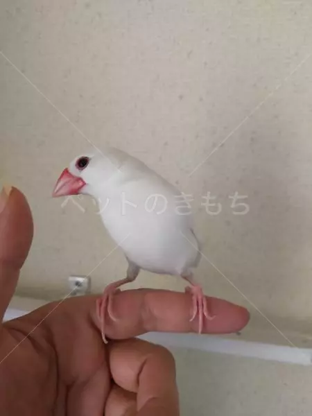 迷子鳥の画像