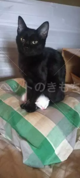 迷子猫の画像