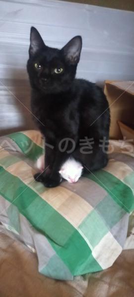 迷子猫の画像