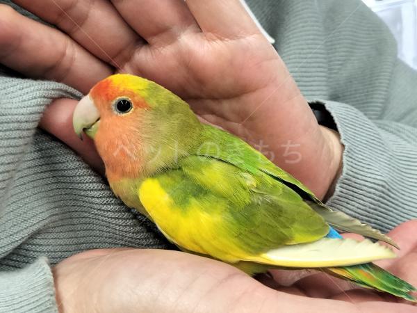 保護鳥の画像