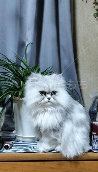 迷子猫の画像