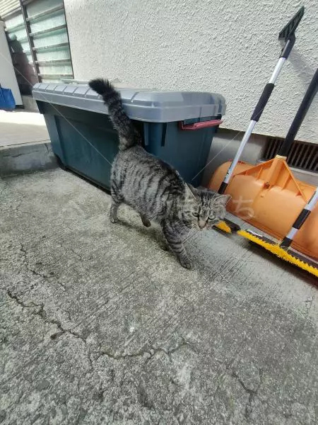 保護猫の画像
