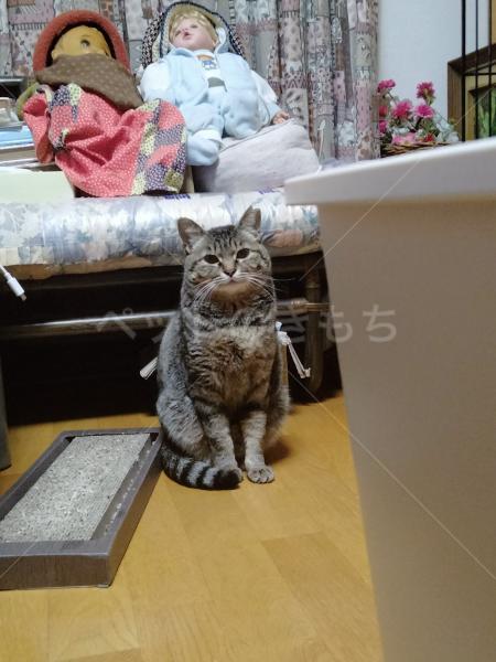 迷子猫の画像