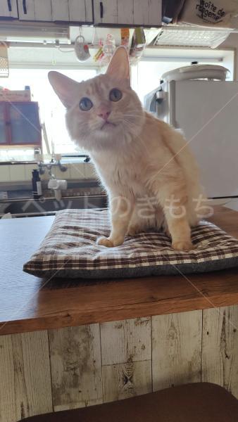 保護猫の画像