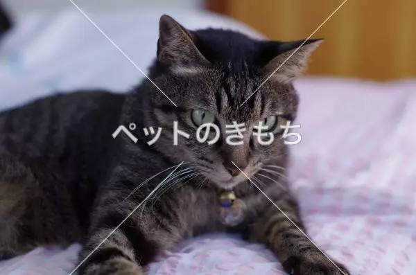 迷子猫の画像