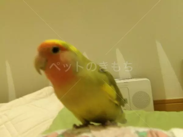 迷子鳥の画像