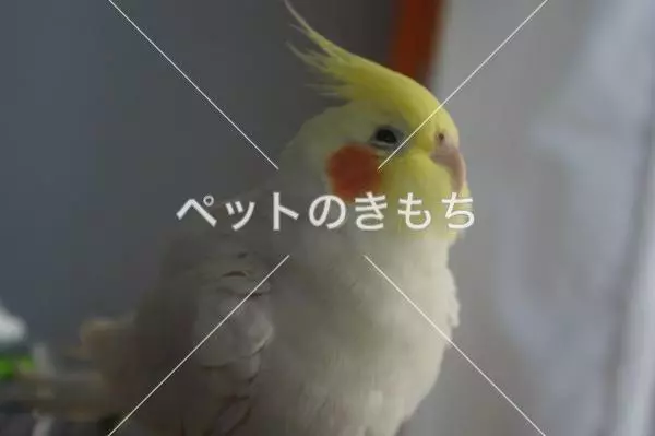 迷子鳥の画像