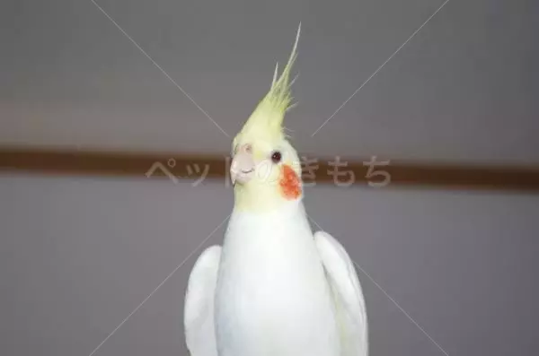 迷子鳥の画像