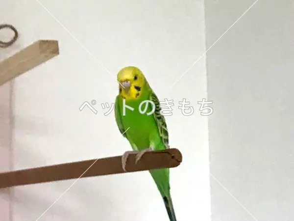 迷子鳥の画像