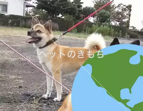 迷子犬の画像