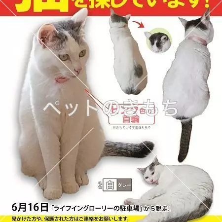 迷子猫の画像