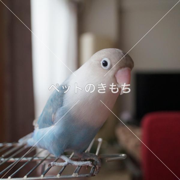沖縄県で鳥が迷子になりました 鳥の種類 白ボタンインコ 投稿no 5997 1