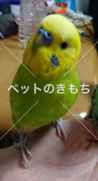 迷子鳥の画像