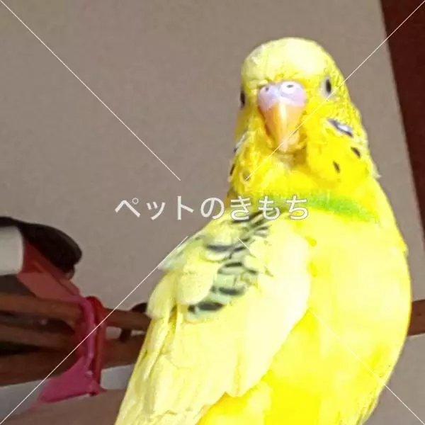 迷子鳥の画像