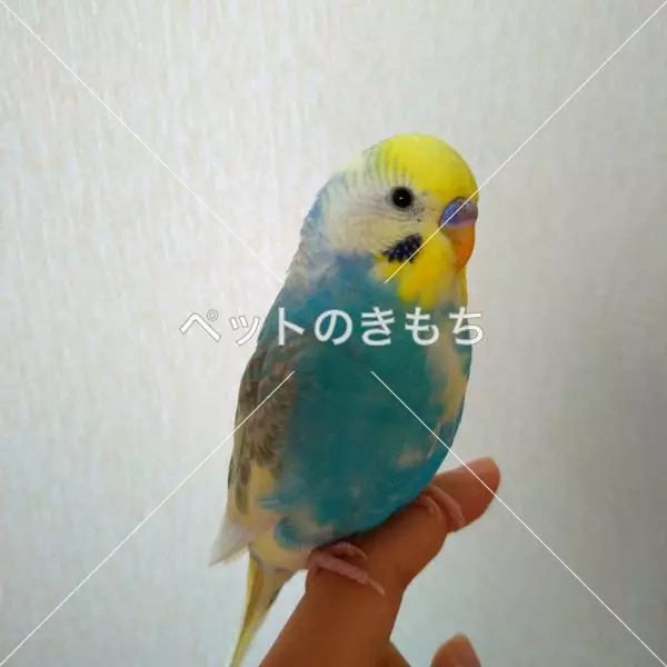 迷子鳥の画像