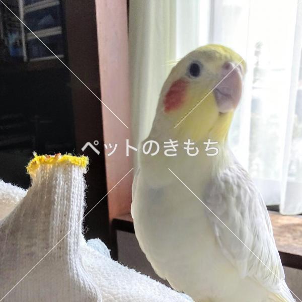 迷子鳥の画像