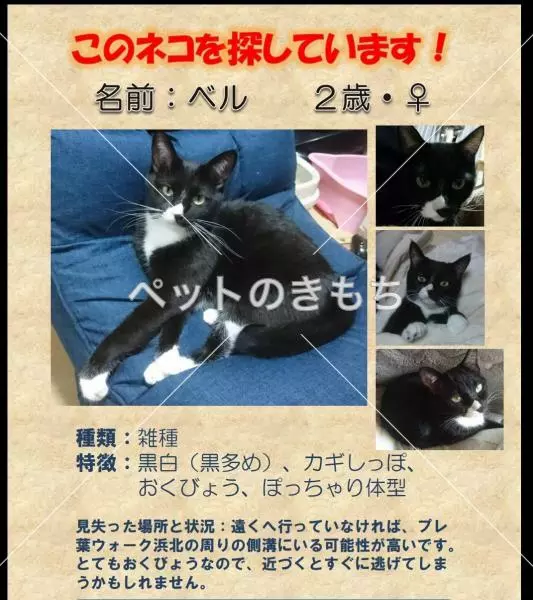 迷子猫の画像