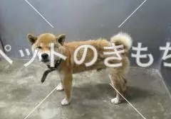 保護犬の画像