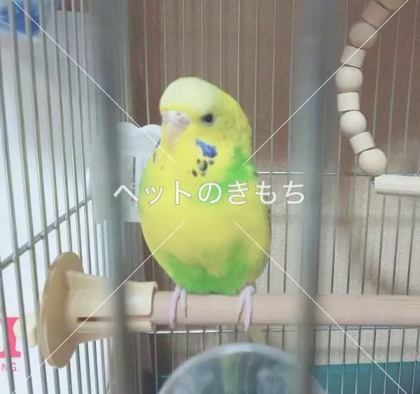 保護鳥の画像