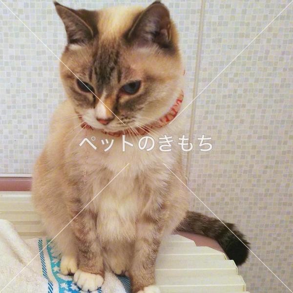 迷い猫の写真