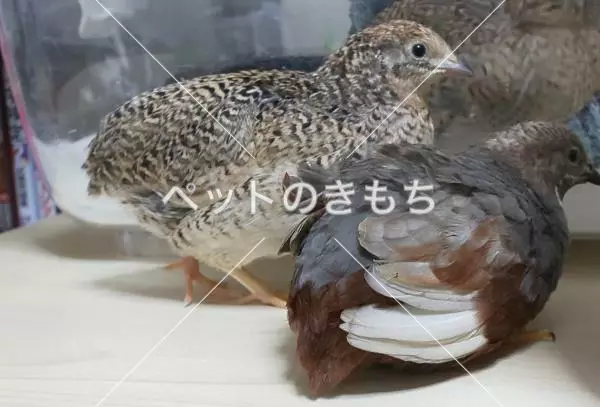 迷子鳥の画像